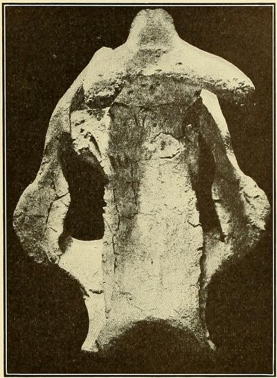 File:Brontotherium hatcheri, type.png