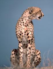 File:Cheetah.jpg