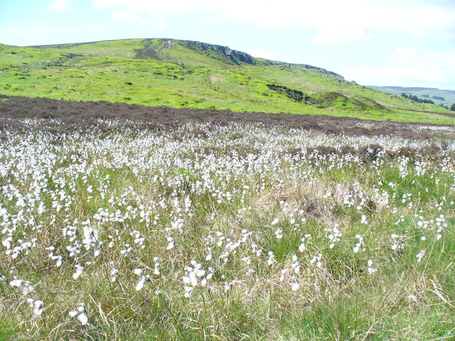 File:Ilkley Moor - geograph.org.uk - 1332313.jpg