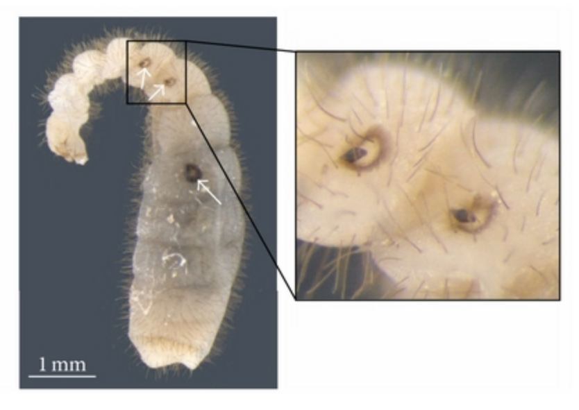 File:Latina rugosa planidia.png