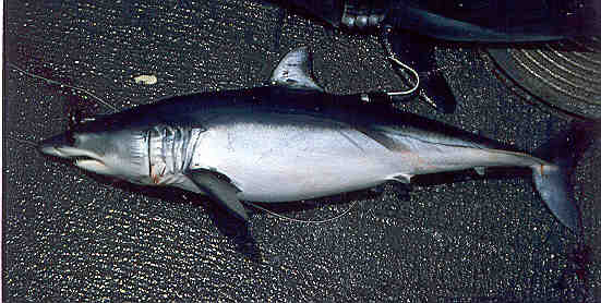File:Shortfin mako swfsc.jpg