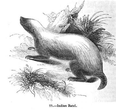 File:Indian ratel.jpg