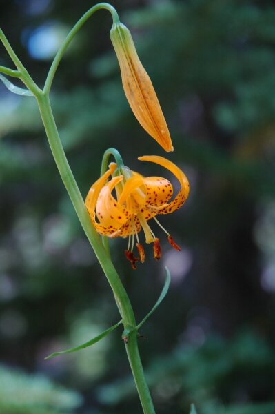 File:Lilium kelleyanum.jpg