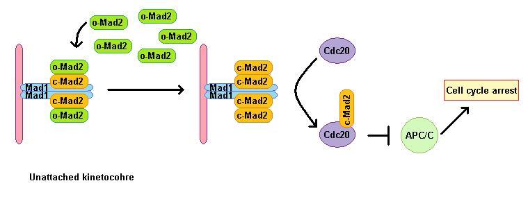 File:MAD1 function in SAC.jpg