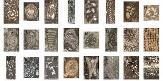 File:Foraminifera in the mid-Cretaceous of Morocco.jpg