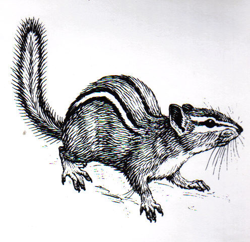 File:Chipmunk (PSF).jpg
