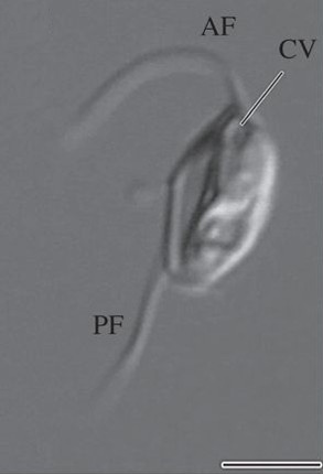 File:Moramonas marocensis fig1a.jpg