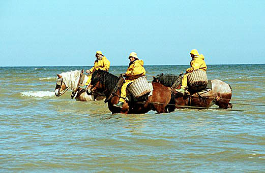 File:Shrimpers on horseback.jpg
