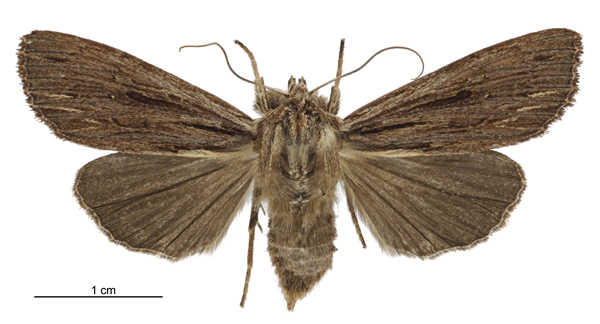 File:Tmetolophota steropastis female.jpg
