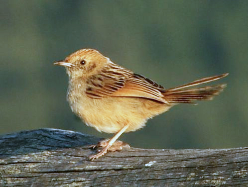File:Cisticola lais -Cedara, KwaZulu-Natal, South Africa-8.jpg
