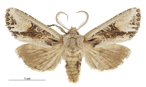 File:Graphania scutata male.jpg