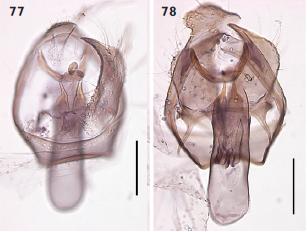 File:Ectoedemia coscoja male genitalia.JPG