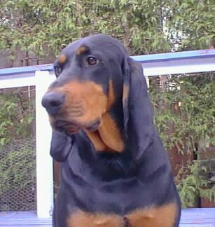 File:BTCoonhnd.jpg