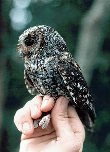 File:Flammulated owl.jpg