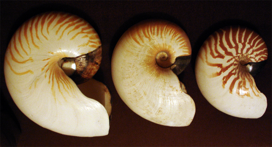 File:Nautilus species shells.png