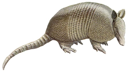File:Nine-banded-Armadillo white background.jpg