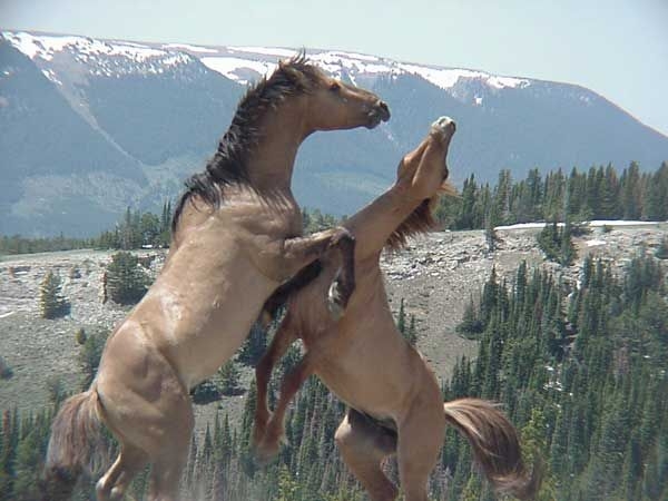 File:Feral stallions fighting- Pryor Mountain Wild Horse Range - Montana.jpg
