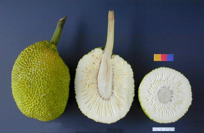 File:ARS breadfruit49.jpg