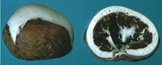File:Claustula fischeri.jpg