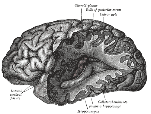 File:Gray739.png