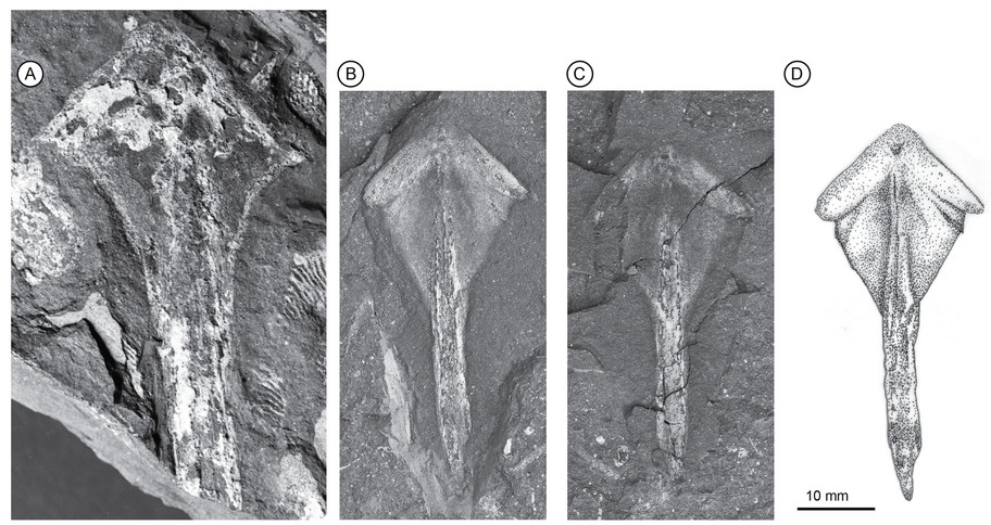File:Isityumzi mlomomde fossils.jpg