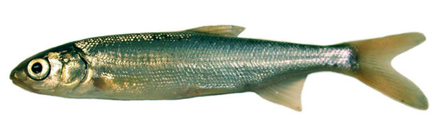 File:Mycau j0.jpg