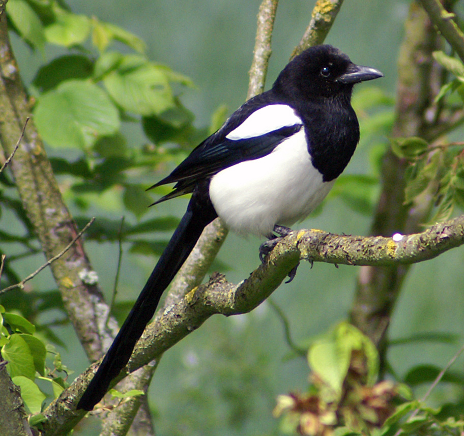 File:Pica pica -Daventry Country Park, Daventry, Northamptonshire, England-8.jpg