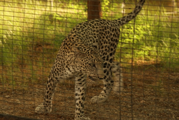 File:Al Ain Zoo Leopard.JPG