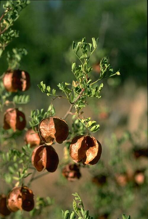 File:Dodonaea physocarpa.jpg