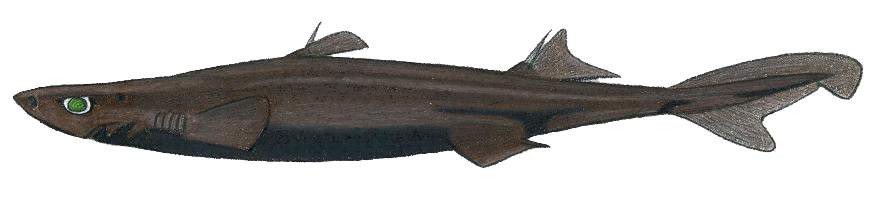 File:Etmopterus lucif.JPG