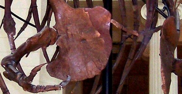 File:TrexForeArmsWishbone.jpg
