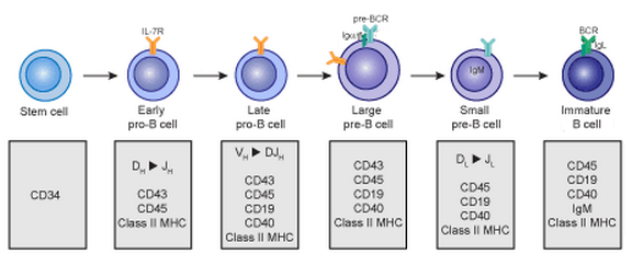 File:Early B cell development.PNG