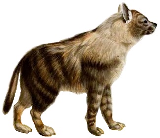 File:Hyaena fusca (white background).jpg