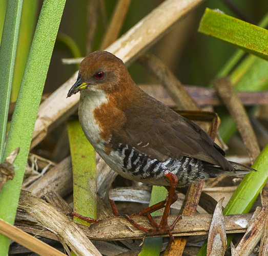 File:Laterallus leucopyrrhus -Intervales State Park, Sao Paulo, Brazil-8 (cropped).jpg