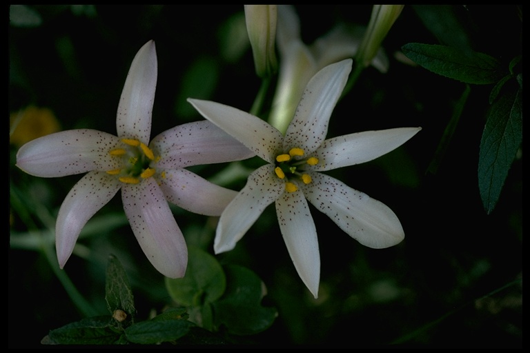File:Lilium rubescens.jpg