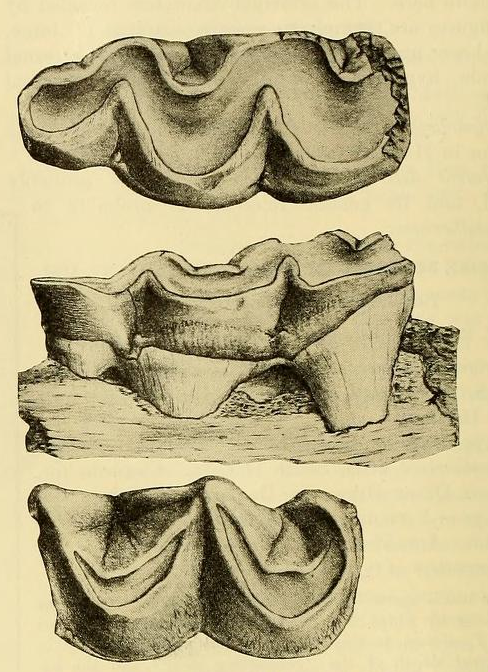 File:Menodus rumelicus, type.png