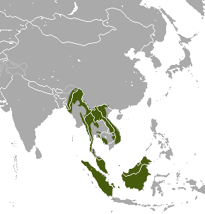 File:Small-toothed Palm Cive area.png