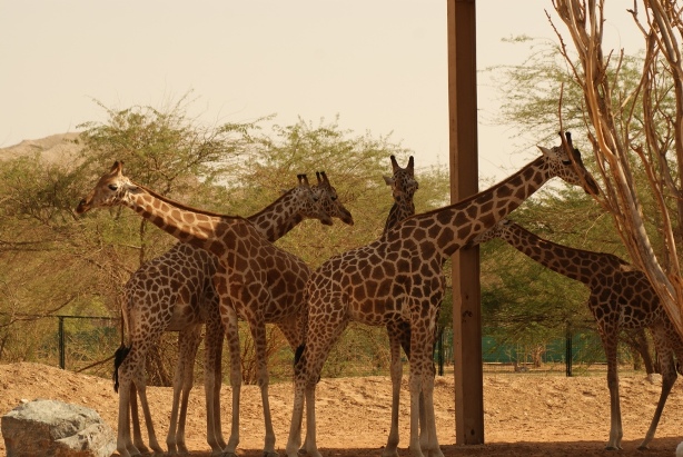 File:Al Ain Zoo Giraffe.JPG