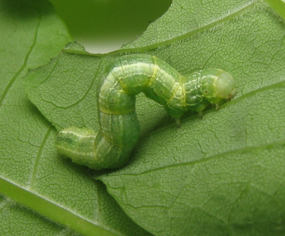 File:Alsophila pometaria caterpillar. Fraxinus pennsylvanica.jpg