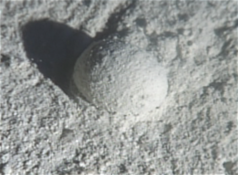File:Gromia in situ closeup.png