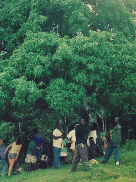 File:Kindah Tree of Accompong.jpg