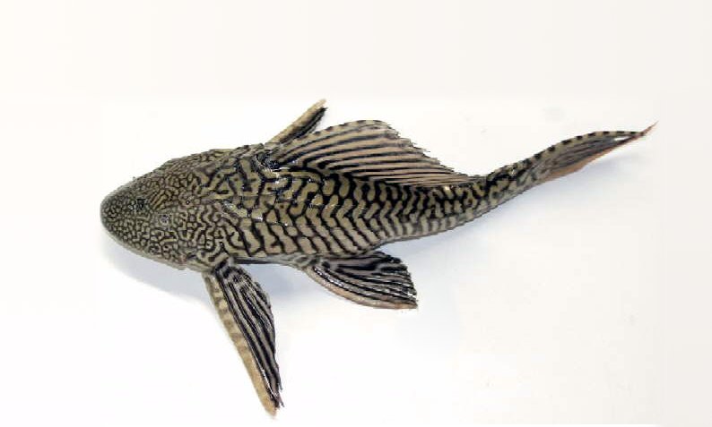 File:Pterygoplichthys sp.jpg