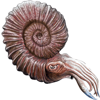 File:202002 ammonite.png