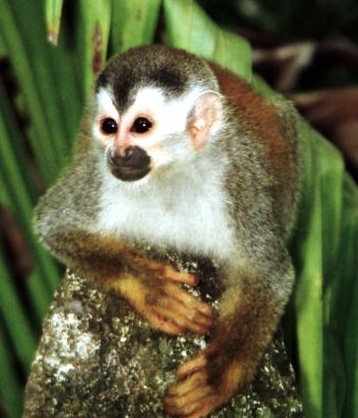 File:Squirrel monkey1-cropped.jpg