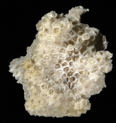 File:Astrangia gross view.png