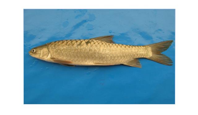 File:Binni.jpg