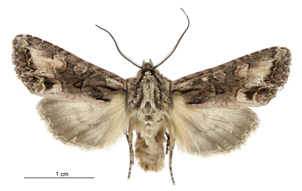File:Graphania bromias male.jpg