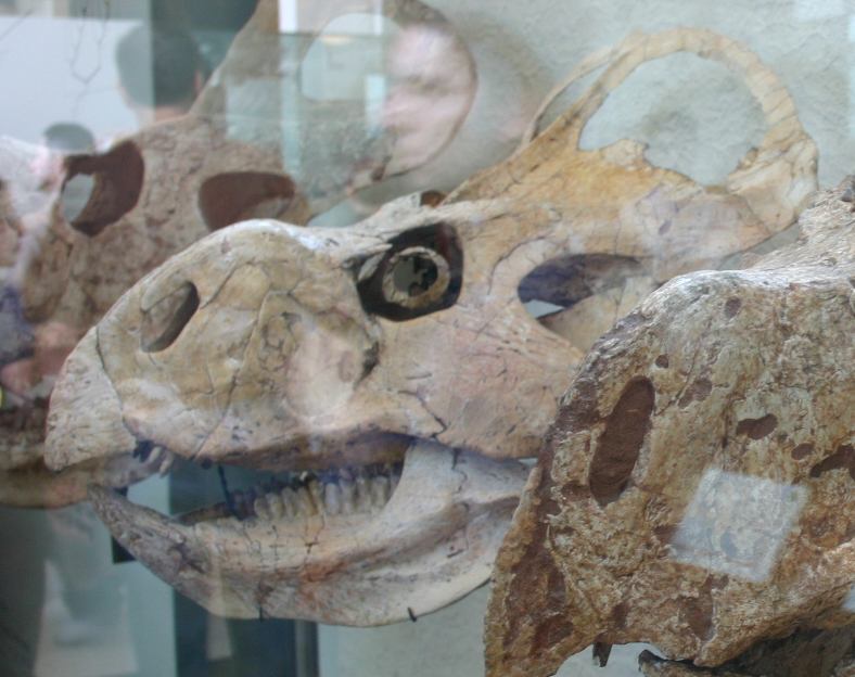 File:Protoceratops AMNH 6466 skull.jpg