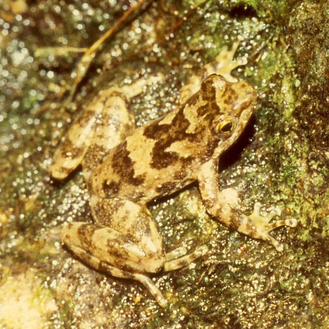 File:Taudactylus eungellensis.png