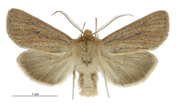 File:Tmetolophota lissoxyla male.jpg